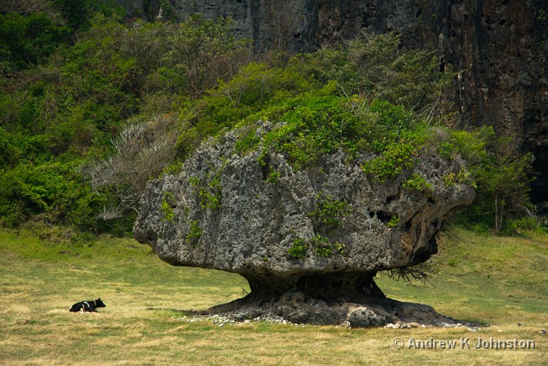 0409_40D_7451.jpg - An isolated coral outcrop near Cove Bay, Barbados