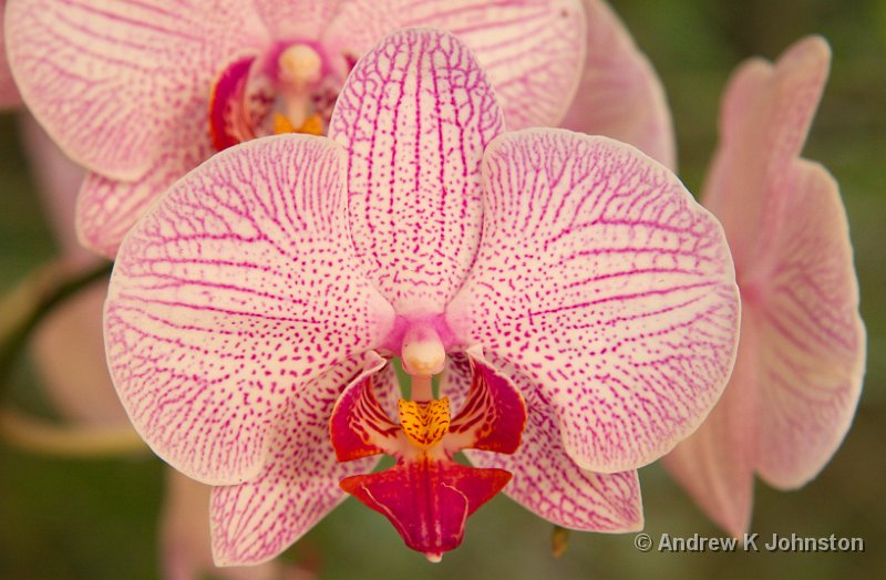 0408_40D_2487.jpg - An orchid at Orchid World