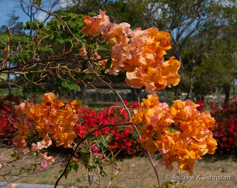 0408_40D_3196.jpg - Hibiscus flowers on the edge of the Sandy Lane Golf Course