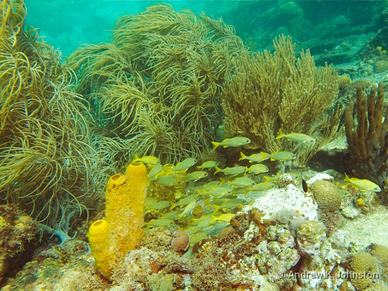 0409_G10_0726.jpg - Coral on a shipreck in Carlisle Bay