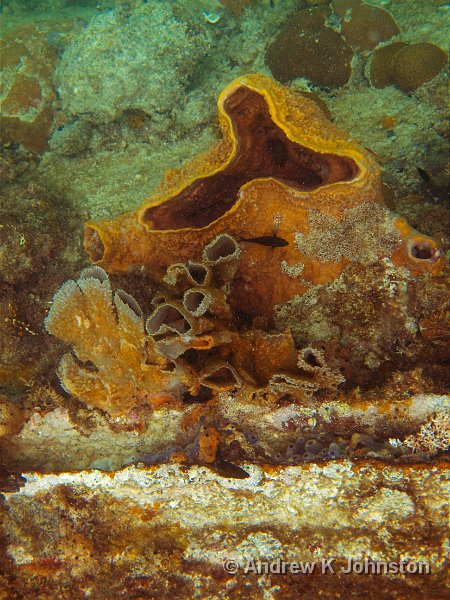 0409_G10_0739.jpg - Coral on a shipreck in Carlisle Bay