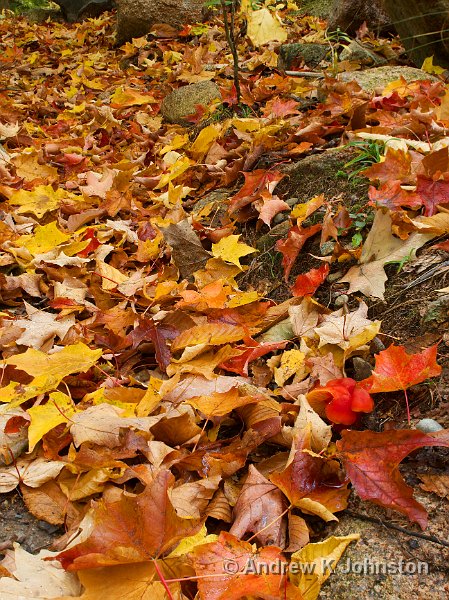 1008_40D_4042.jpg - Autumn leaves near the Bubble Rocks, Acadia National Park, Maine