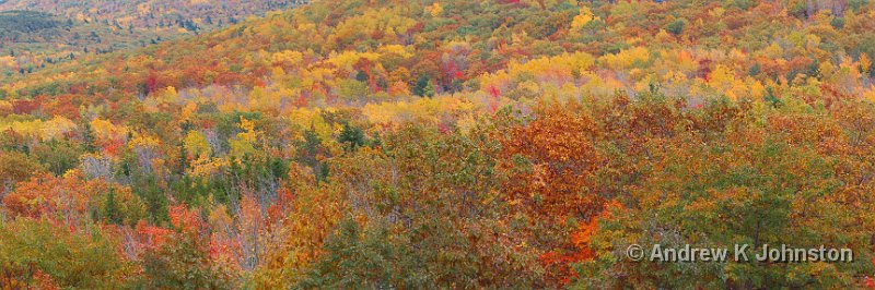 1008_40D_4282-6.jpg - Tree Tapestry, Acadia National Park, MaineStitched from five originals