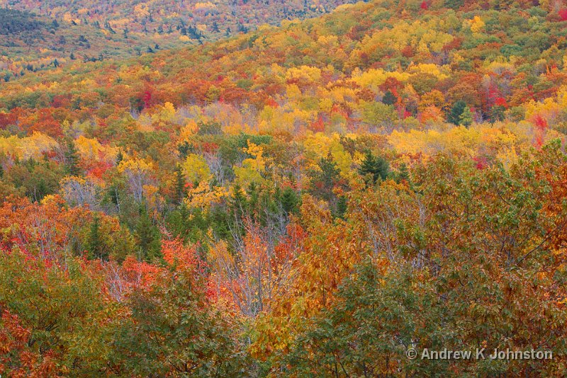 1008_40D_4283.jpg - Tree Tapestry, Acadia National Park, Maine