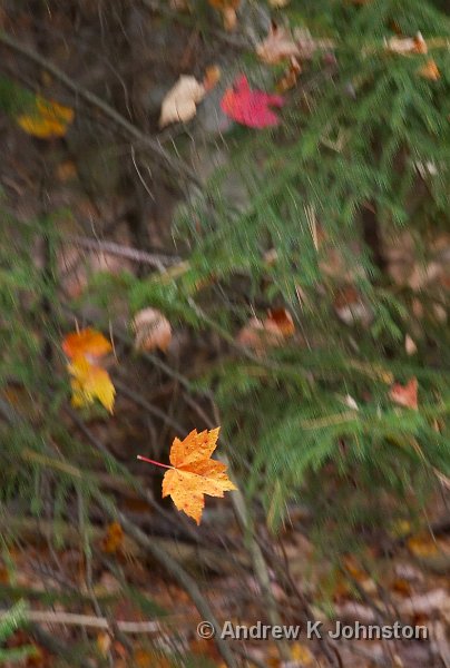 1008_40D_4326.jpg - "Fall"Taken near Eagle Lake, Acadia National Park, Maine