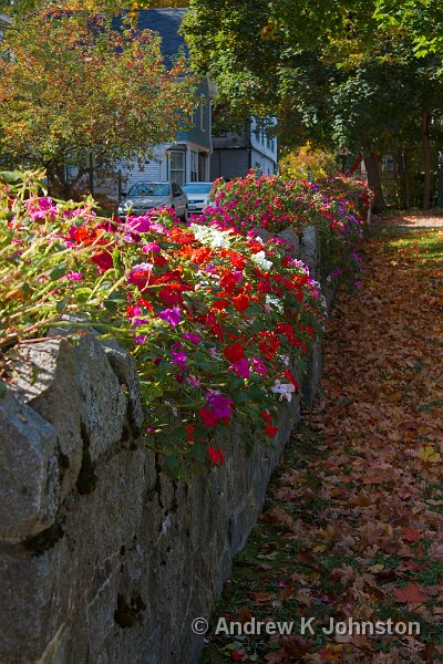 1008_40D_4490.jpg - A nice wall and autumn leaves in Bar Harbor, Maines