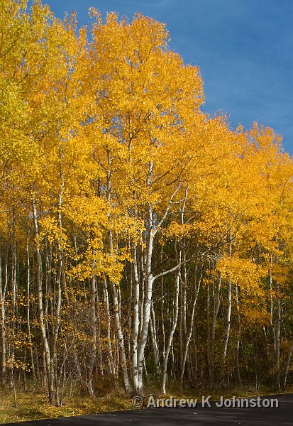 1008_40D_4498.JPG - Aspens near the Great Meadow, Acadia National Park, Maine