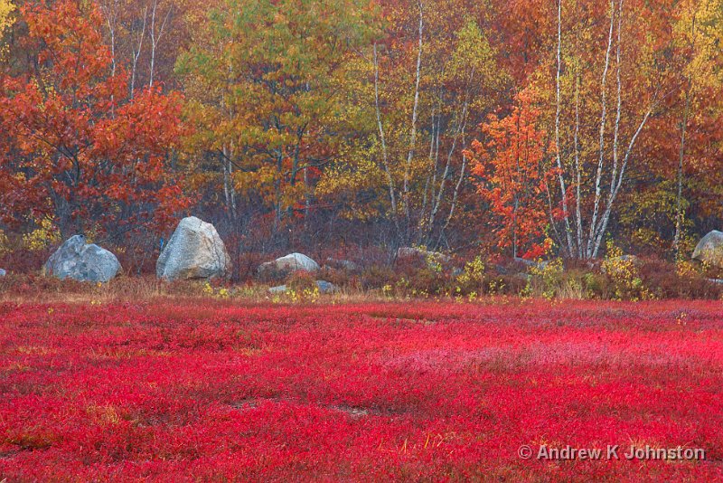 1008_40D_4642.jpg - The Blueberry Barrens in Autumn, Maine