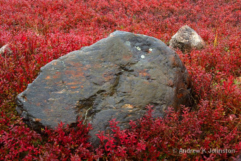 1008_40D_4659.JPG - The Blueberry Barrens in Autumn, Maine