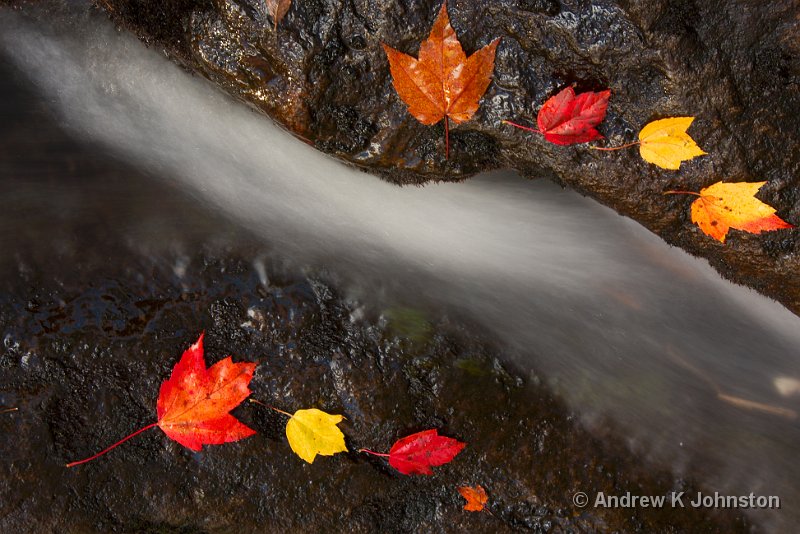 1008_40D_4760.jpg - Water and Leaves under Duck Brook Bridge, Acadia National Park, Maine