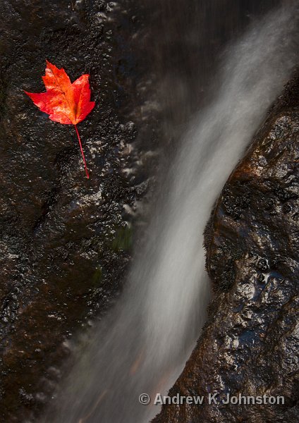 1008_40D_4764.JPG - Water and Leaves under Duck Brook Bridge, Acadia National Park, Maine