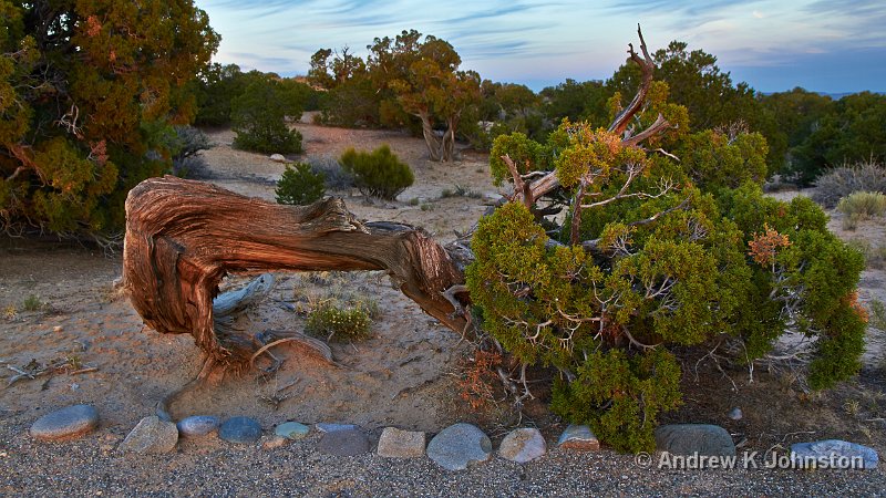 1012_7D_1668.jpg - Sunset tree, Angel Peak, New Mexico