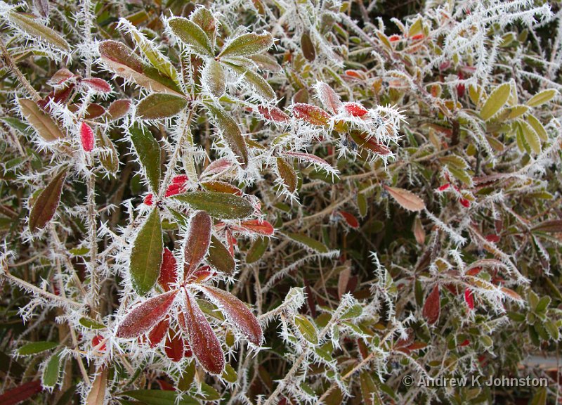 0109_40D_5667.jpg - Hoar Frost on Leaves