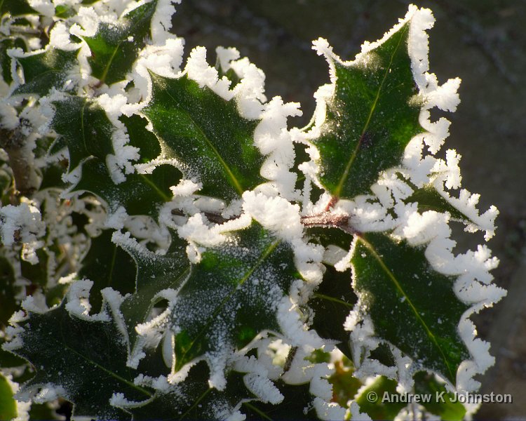 1210_G10_1135.jpg - Frost detail, Hinckley