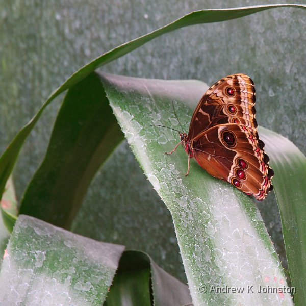 0211_7D_4467.jpg - Butterfly at the Royal Horticultural Society Gardens, Wisley