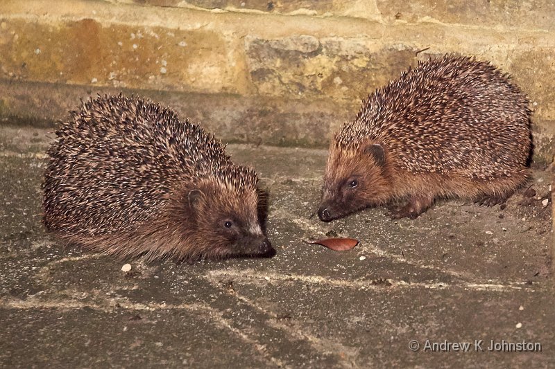 0515_GH4_1040794.jpg - Hedgehogs in our courtyard