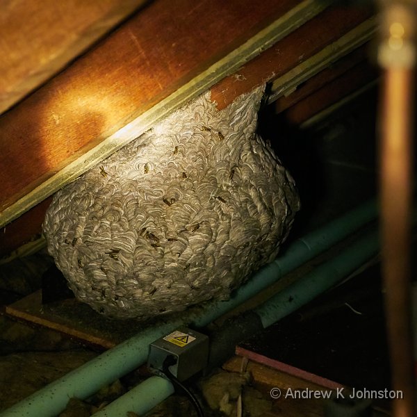 200816_GX8_1140205.jpg - "A bit of a wasps' nest"...