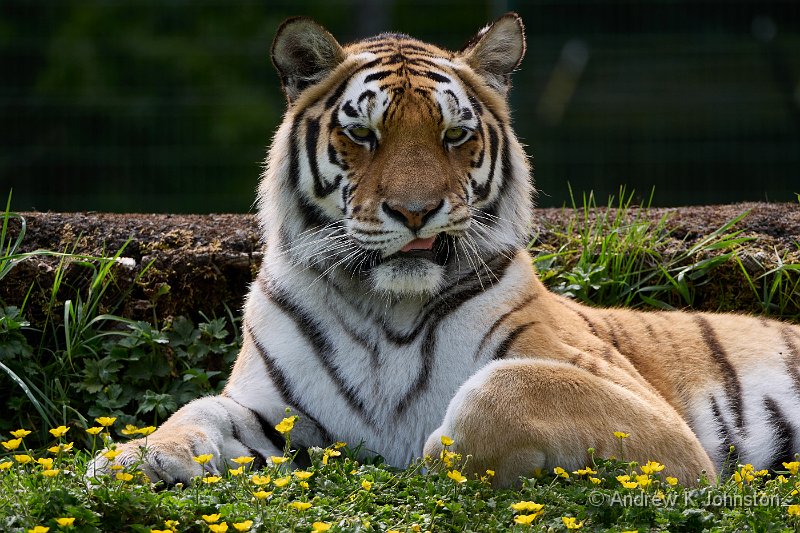250529_G9ii_1018842.jpg - Not African, but definitely a big cat