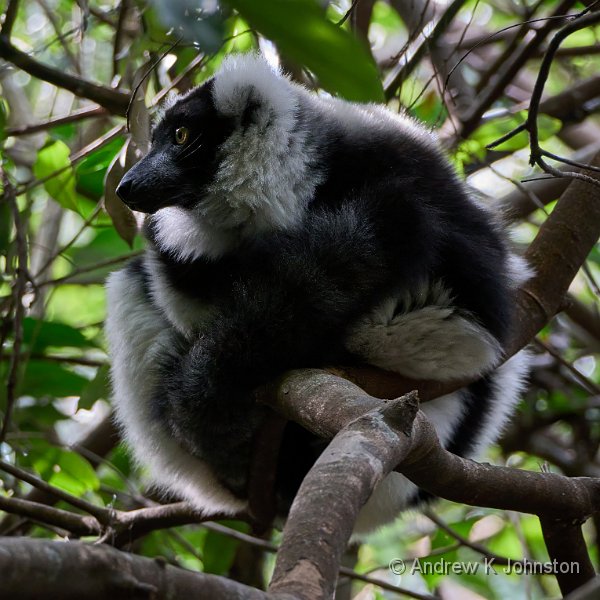 250610_G9ii_1029561.jpg - Lemur in the branches