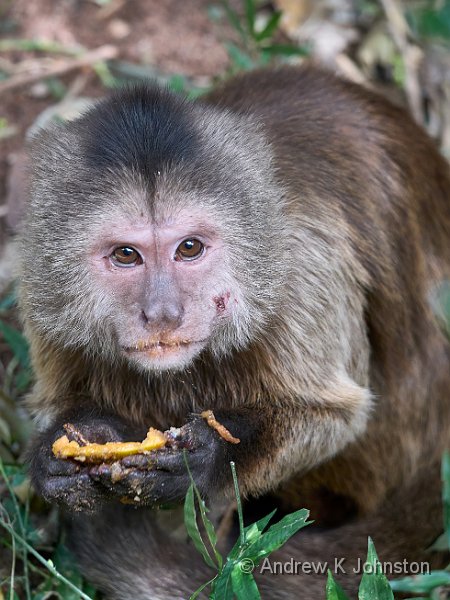 250610_G9ii_1029653.jpg - Sad capuchin ex-pet