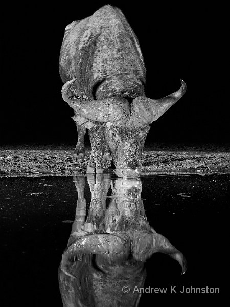 250612_G9_1000160-2.jpg - Water buffalo at the watering hole