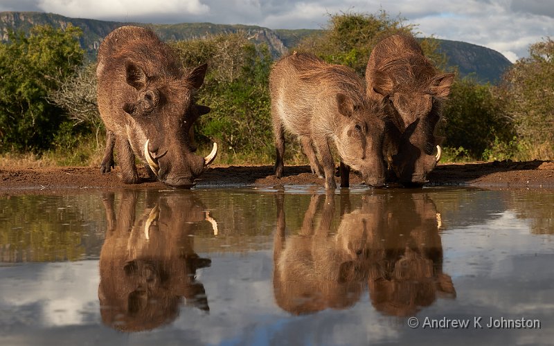 250612_G9_1000201.jpg - Warthogs at the Bejhane Hide, Zaminga
