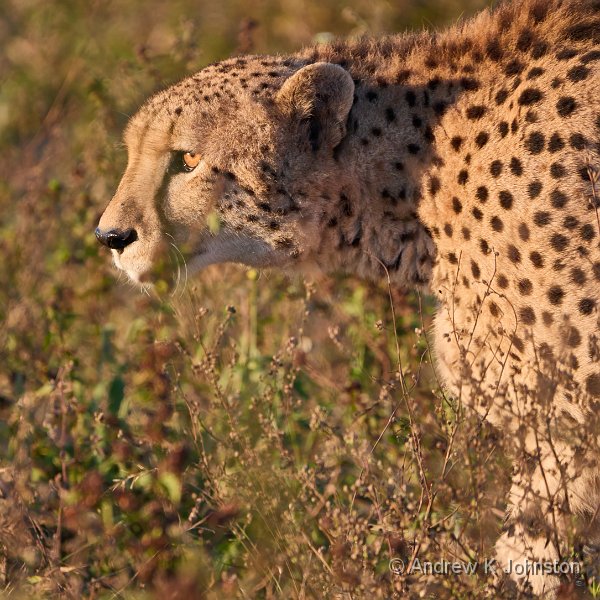 250612_G9ii_1029999.jpg - Cheetah at sunrise