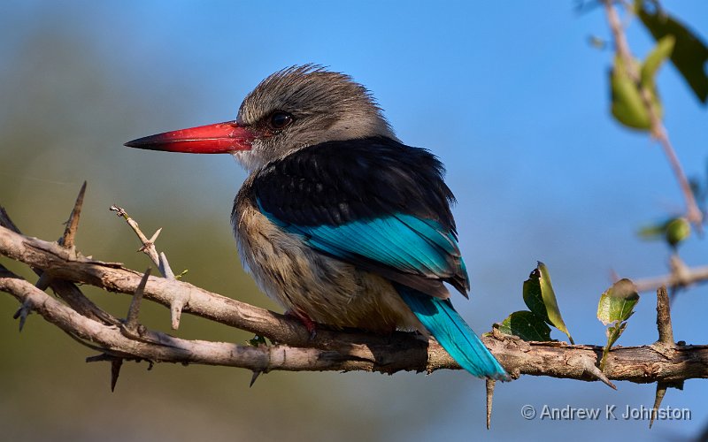 250612_G9ii_1030197.jpg - Brown-hooded kingfisher