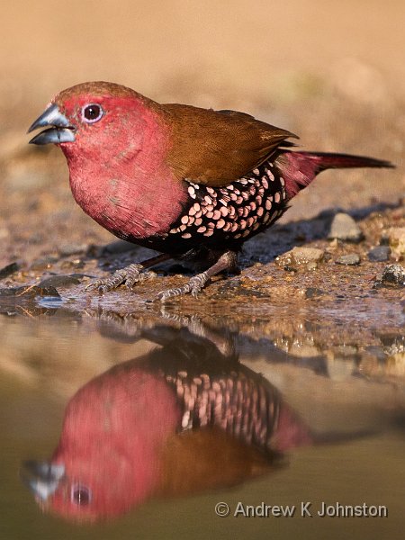 250612_G9ii_1030415.jpg - Pink throated twinspot. Bejhane Hide, Zaminga