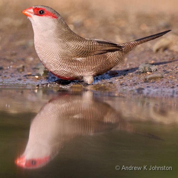 250612_G9ii_1030513-2.jpg - Common Waxbill. Bejhane Hide, Zaminga