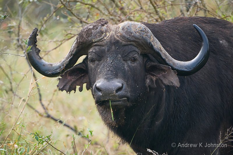 250613_G9ii_1030786.jpg - Water Buffalo, Zaminga