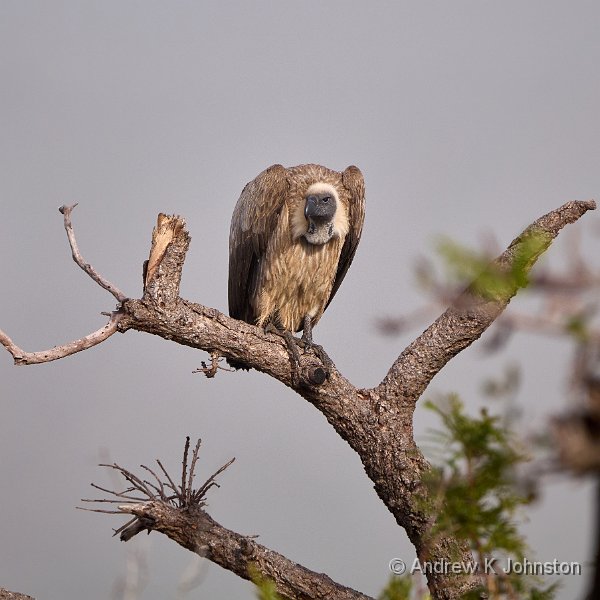 250613_G9ii_1030807.jpg - African White-Backed Vulture, Zaminga