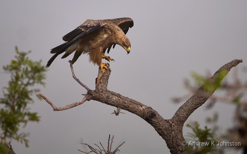 250613_G9ii_1030814.jpg - Tawny Eagle, Zaminga