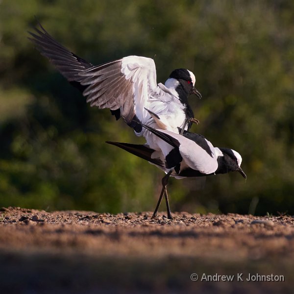250613_G9ii_1030924.jpg - Blacksmith Lapwings, Zaminga