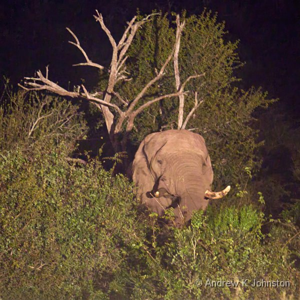 250613_G9ii_1030989.jpg - M'Godi Hide, Zaminga