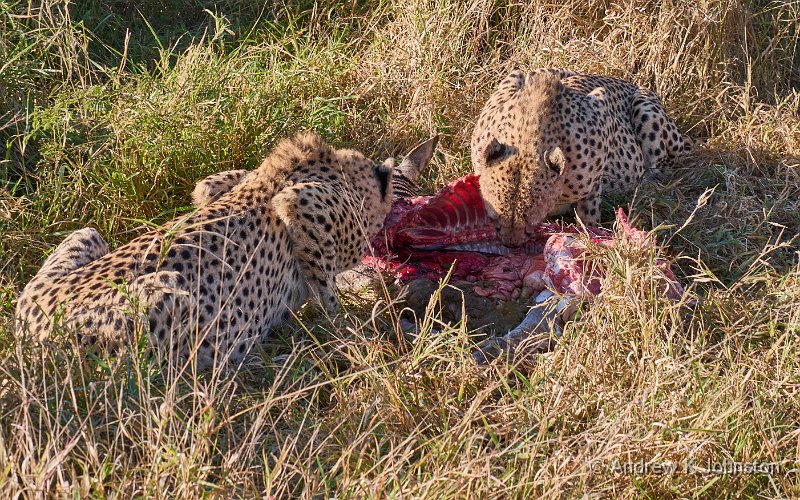 250614_G9ii_1031288.jpg - Cheetahs sharing a kill, Zaminga