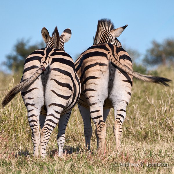 250614_G9ii_1031320.jpg - Departing Zebras, Zaminga
