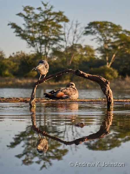 250614_G9ii_1031537.jpg - Lagoon Hide, Zaminga