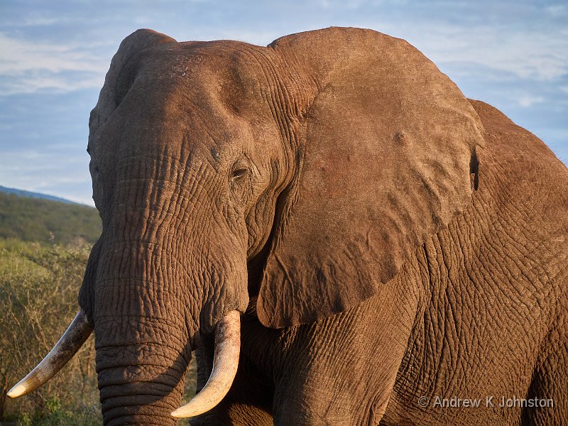250615_G9ii_1031709.jpg - Bull elephant on the prowl, Zaminga