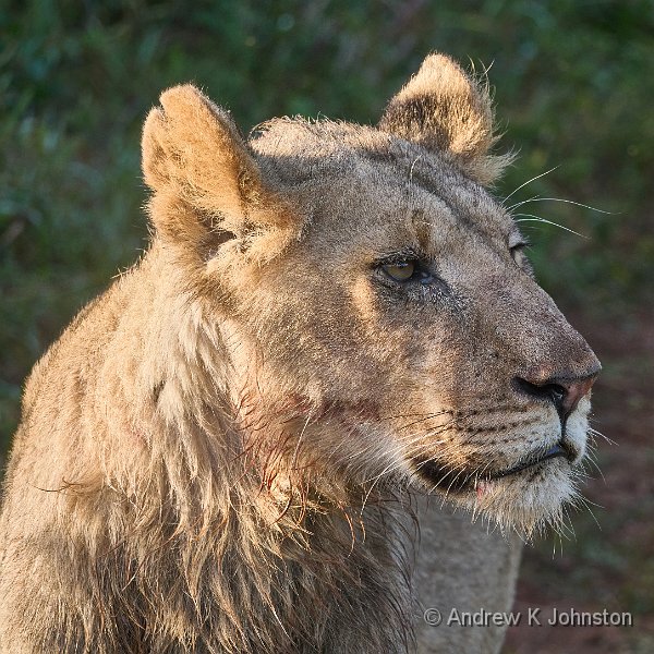 250615_G9ii_1031822.jpg - Lion, Inactive, Zaminga