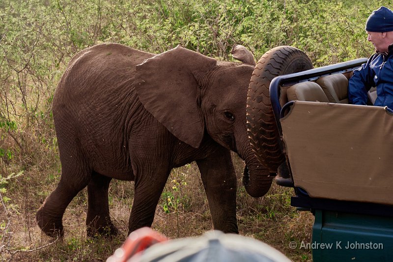 250616_G9_1000533.jpg - Playful baby elephant, Zaminga