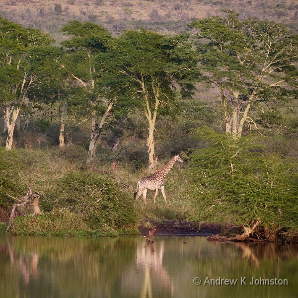 250616_G9ii_1042194.jpg - Giraffe at the waterside, Zaminga
