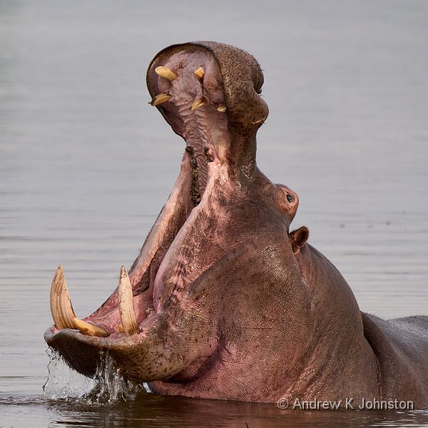 250616_G9ii_1042619.jpg - Hippo, Zaminga
