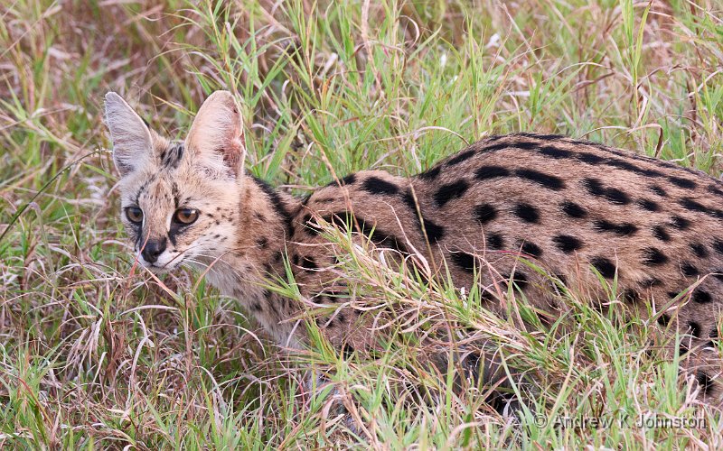 250616_G9ii_1042717.jpg - Serval, Zaminga
