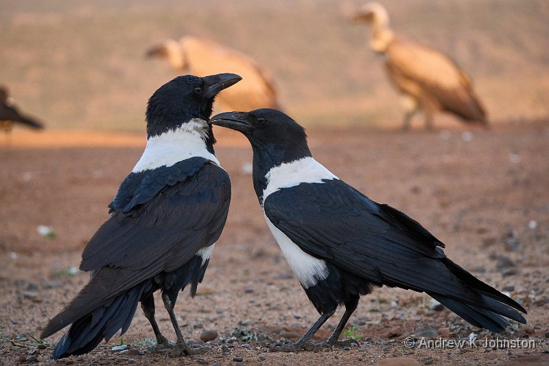 250617_G9ii_1042893.jpg - Pied Crows, Scavenger Hide, Zaminga