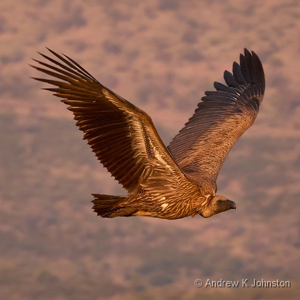 250617_G9ii_1042910.jpg - Flying in