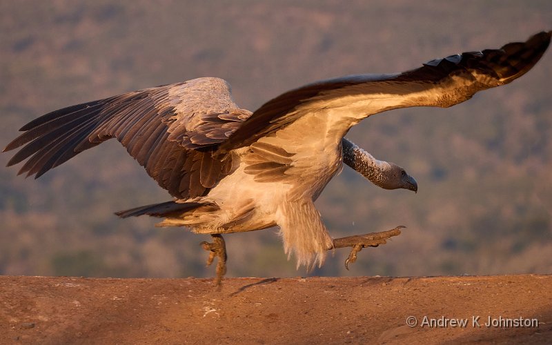 250617_G9ii_1042925.jpg - Vulture stalking, Scavenger Hide, Zaminga