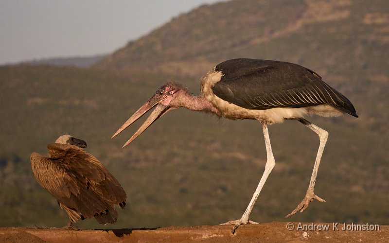 250617_G9ii_1043185.jpg - Marabou Stork at the Scavenger Hide, Zaminga