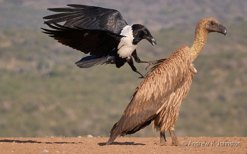 250617_G9ii_1043258.jpg - Challenging a vulture, Scavenger Hide, Zaminga