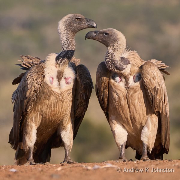 250617_G9ii_1043297.jpg - White-backed Vultures at the Scavenger Hide, Zaminga